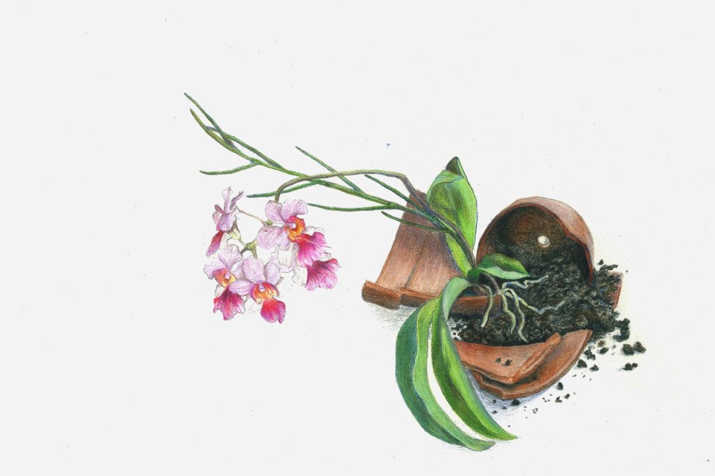 vanda miss joaquim orchid