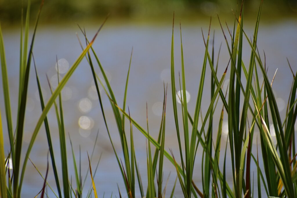 Blades of grass under a faint dawnlight